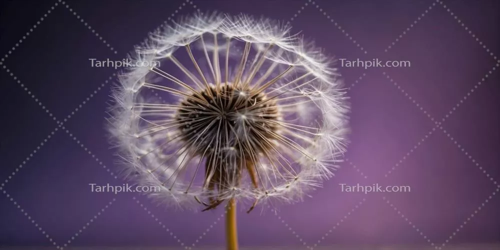 گل شیرین‌زبان در پس‌زمینه بنفش زنده با فضای خالی برای نوشتن