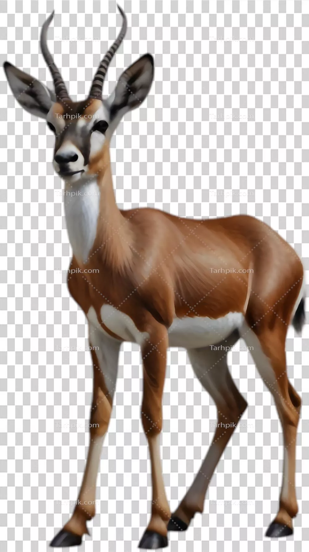 تصاویر زیبا از springbok برای مواد بازاریابی دوستدار محیط زیست