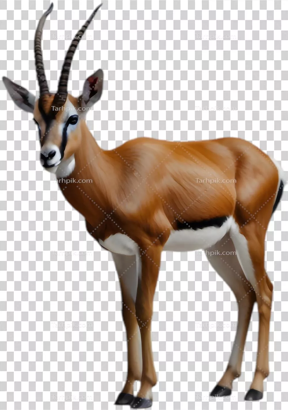 تصاویر کلیپ آرتspringbok با کیفیت بالا مناسب برای استفاده در کمپین های محیط زیستی