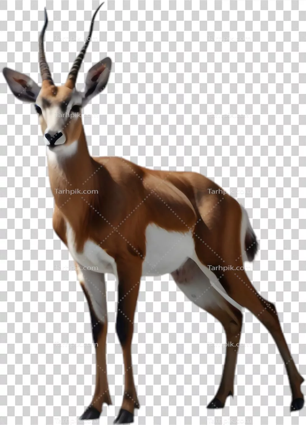 تصویر سازی هنری از springbok: ایده آل برای تصاویری از حیات وحش