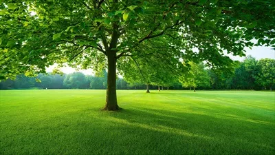 منظرهای آرام در پارک پر از درخت و چمن سرسبز در یک روز آفتابی