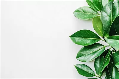 برگهای سبز بر روی پسزمینه سفید با تاکید بر زیبایی طبیعت
