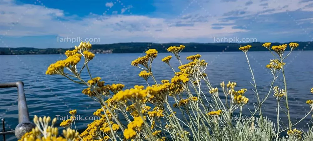 منظره گیاه کاری با گل‌های زرد در پس‌زمینه دریاچه یا رودخانه و آسمان آبی با ابرهای سفید
