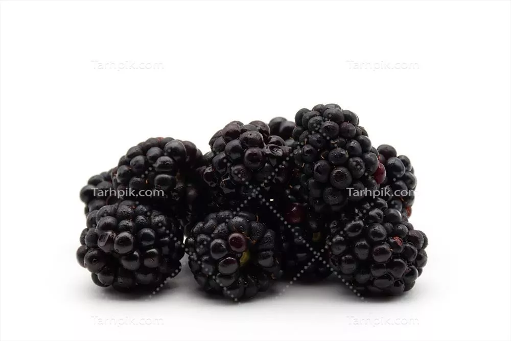 خوشه‌ای از توت سیاه تازه و رسیده با قطرات آب روی زمینه سفید تمیز آماده مصرف