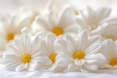 چیدمان زیبا و دلنشین از گلهای مینا سفید بر روی زمینه سفید نرم