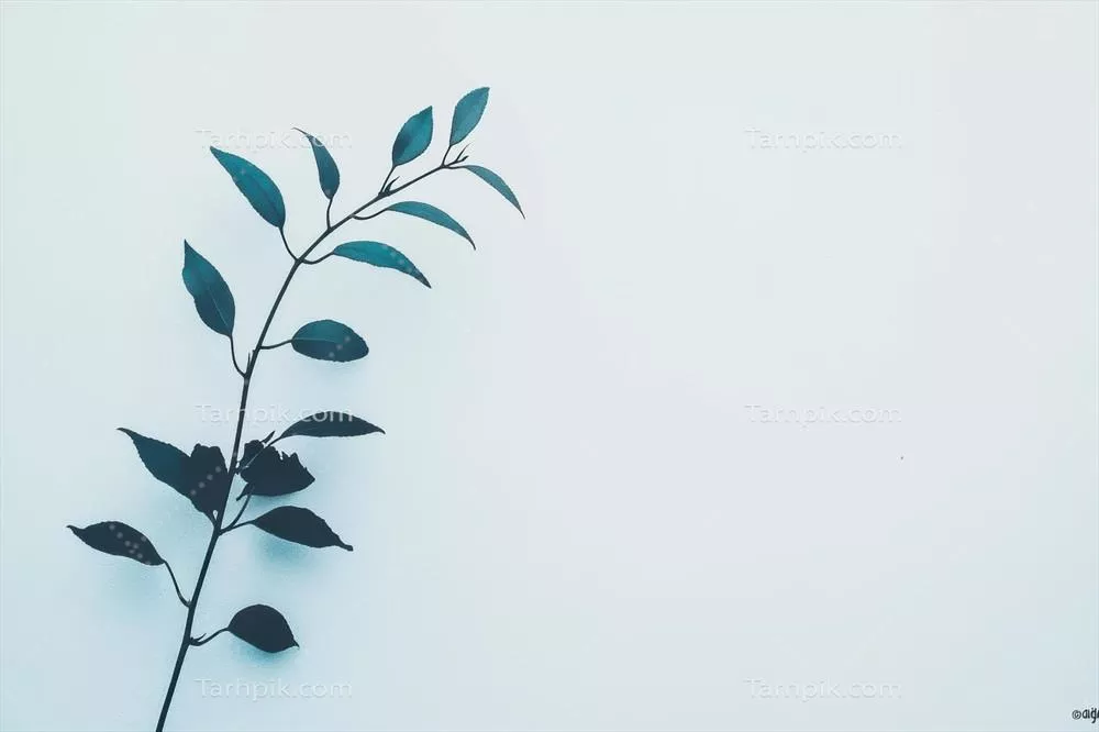 شاخۀ سبز با برگهای سبز در مقابل پسزمینهٔ سفید مینیمالیستی