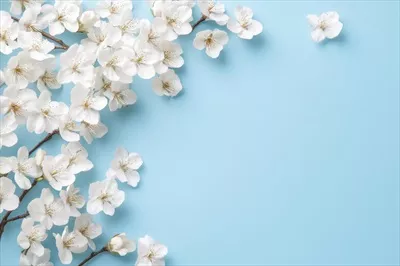 ترتیب زیبای شکوفههای سفید بر روی پسزمینه آبی ملایم در فصل بهار