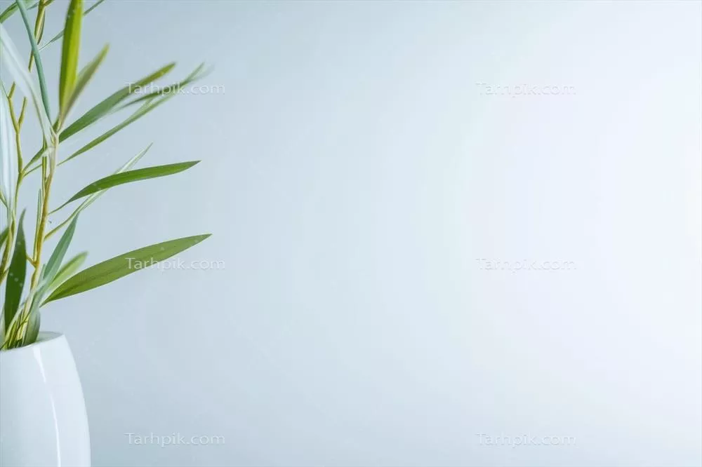 گیاه خانگی در یک گلدان سفید در برابر پس‌زمینه آبی روشن