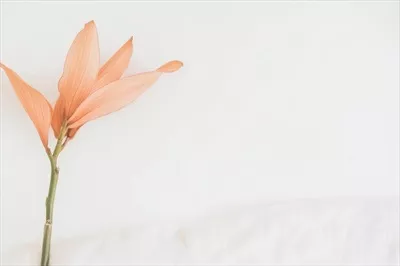 زیبایی طبیعی گل هلو لطیف بر روی پس زمینه سفید