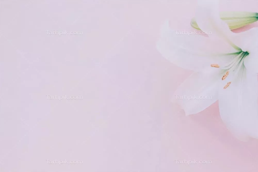 زیبایی طبیعی: گل زنبق سفید بر روی پسزمینه نرم صورتی