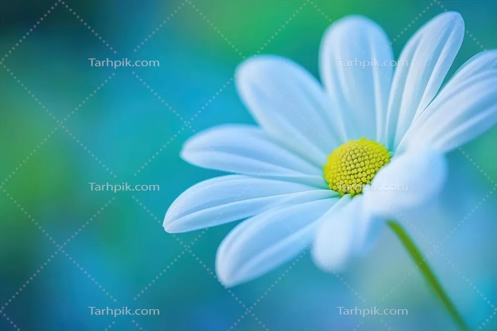 بابونه سفید، در بُعد نرم بر روی زمینه سبز آرامش بخش و دل‌نشین