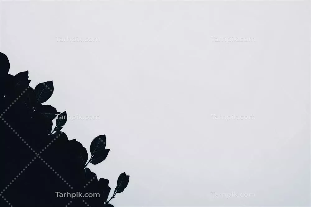 سایه درختان در برابر پس زمینه سفید روشن؛ تضاد خیره کننده نور و تاریکی