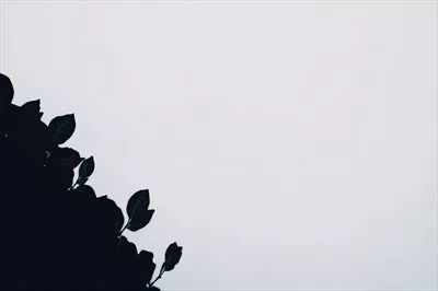 سایه درختان در برابر پس زمینه سفید روشن؛ تضاد خیره کننده نور و تاریکی