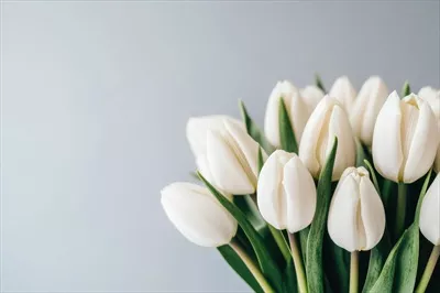 گلهای سفید لطیف: چیدمان زیبا و دلنشین در پسزمینه نرم