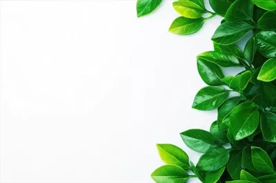 برگهای سبز و سرزنده به زیبایی بر روی پسزمینه سفیدی قرار گرفتهاند
