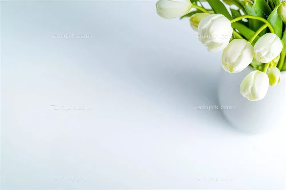 گل های لاله سفید تازه در یک گلدان مینیمالیستی بر روی زمینه روشن