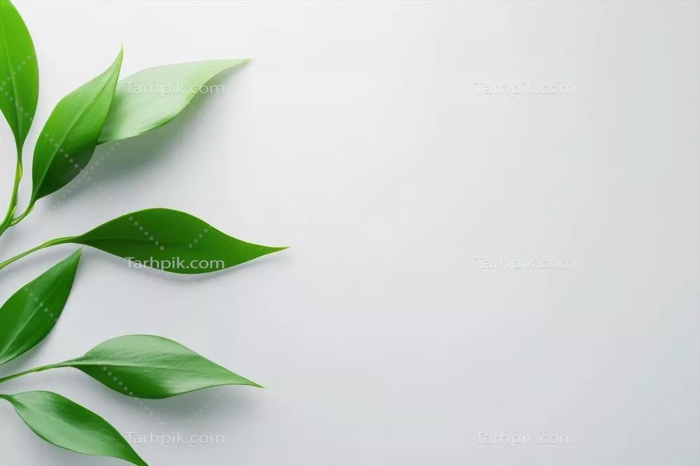 چیدمان شیک و مینیمالیستی برگهای سبز روی زمینه سفید