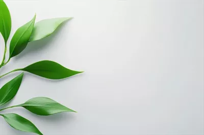 چیدمان شیک و مینیمالیستی برگهای سبز روی زمینه سفید