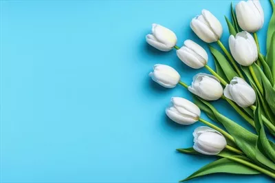 تزیین زیبا و شیک لاله های سفید در برابر پس زمینه آبی