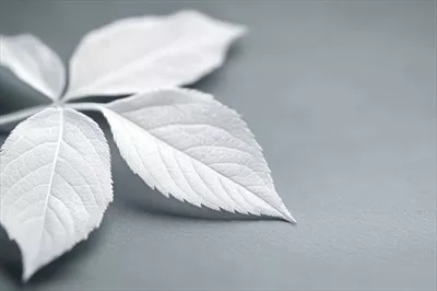 برگهای سفید بر روی زمینه خاکستری بافتدار، ایجاد زیبایی مینیمالیستی