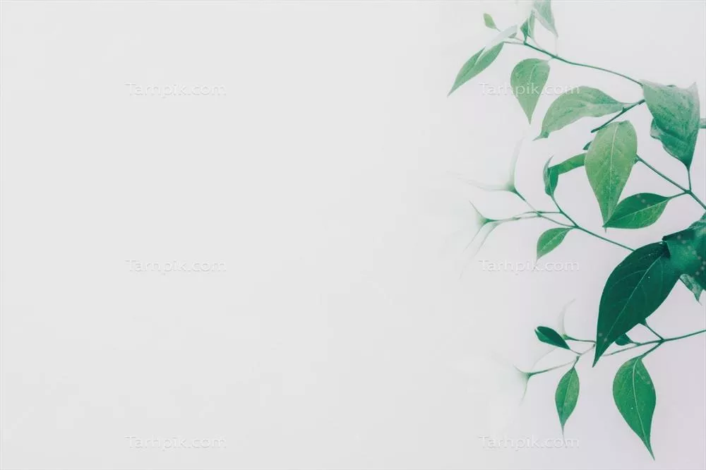 برگهای سبز در برابر یک پسزمینه سفید، ایجاد زیبایی طبیعی و آرامشبخش