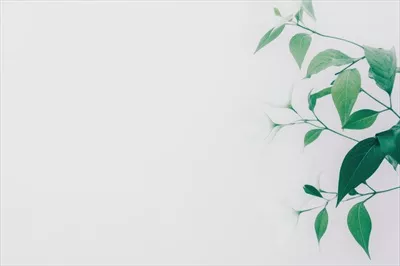برگهای سبز در برابر یک پسزمینه سفید، ایجاد زیبایی طبیعی و آرامشبخش