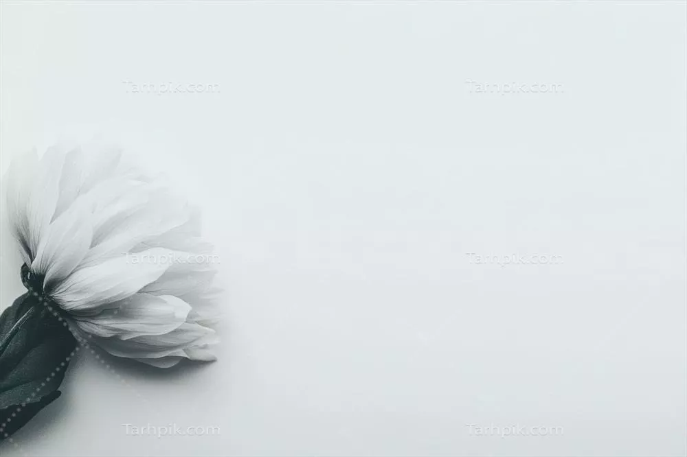 گل سفید با طراحی مینیمالیستی و نور ملایم - زیبایی و سادگی در یک قاب