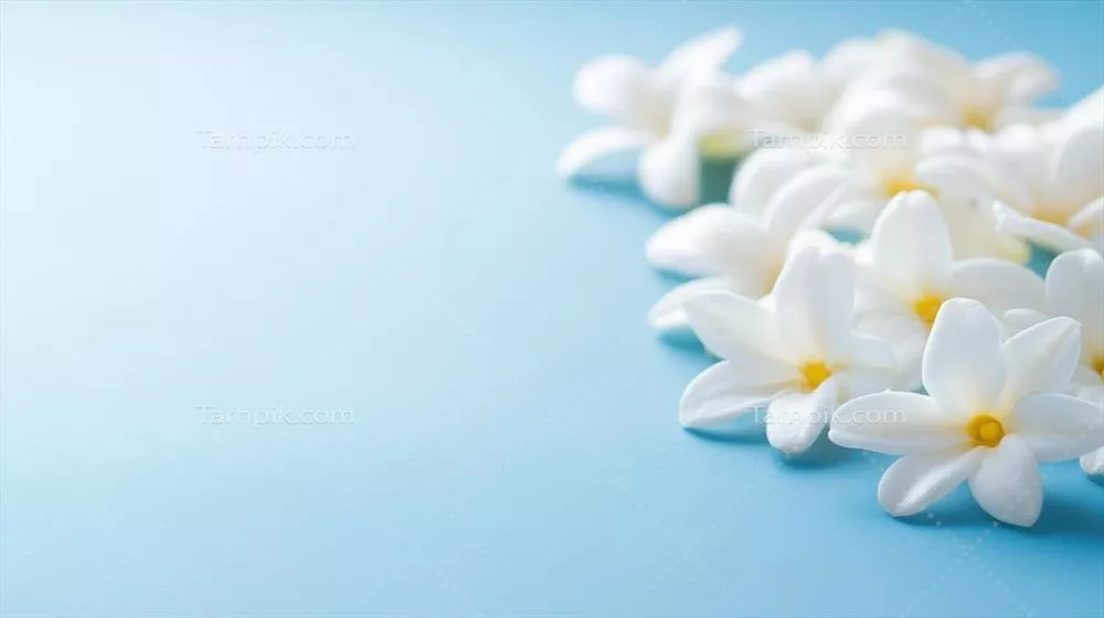 گل های سفید ظریف با چیدمانی زیبا بر روی پس زمینه آبی نرم