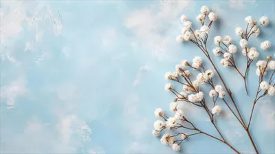 گل های سفید ظریف بر روی پس زمینه آبی نرم در نور طبیعی