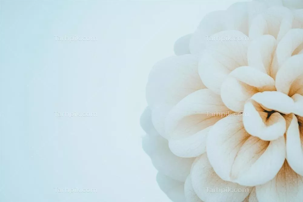 عکس نزدیک از یک گل سفید با طراحی ظریف در زمینه ملایم بهاری