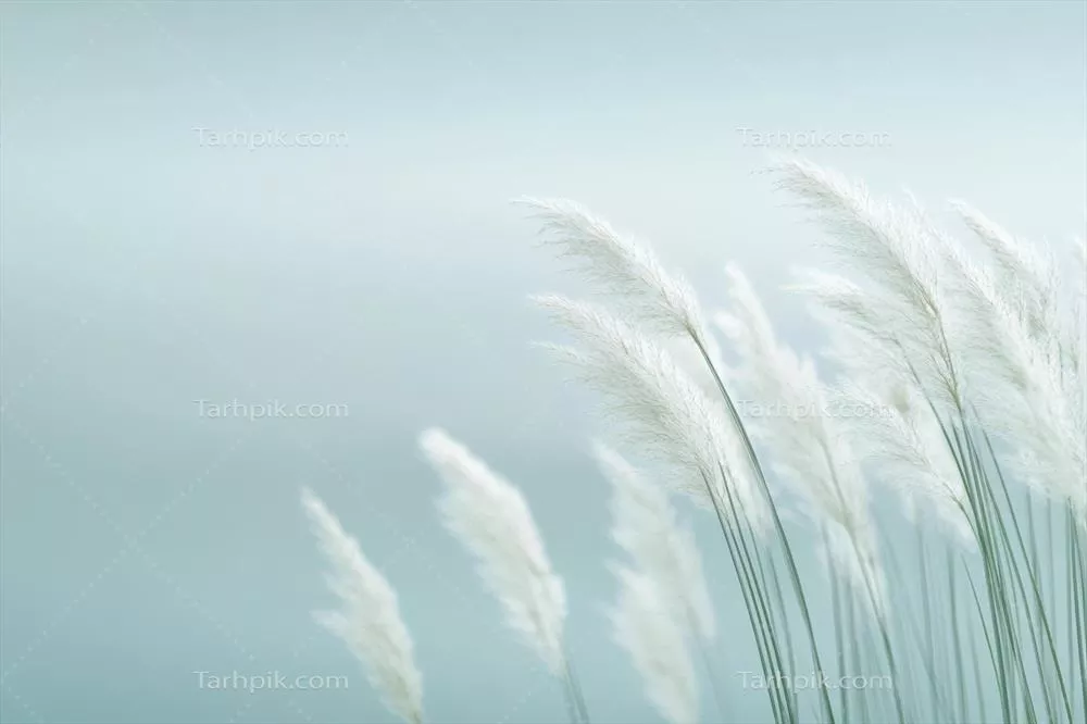 چمن سفید نرم که به آرامی در برابر پس‌زمینه‌ای ساکت در روز تکان می‌خورد