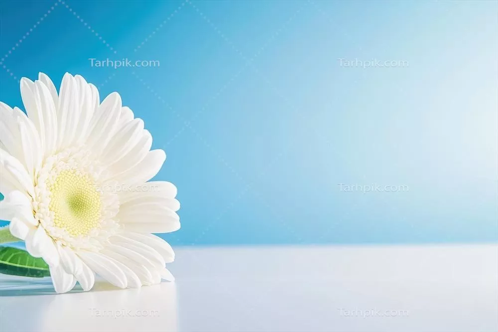 گل سفید روی میز با پسزمینه آبی در نور روز روشن