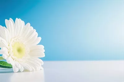 گل سفید روی میز با پسزمینه آبی در نور روز روشن