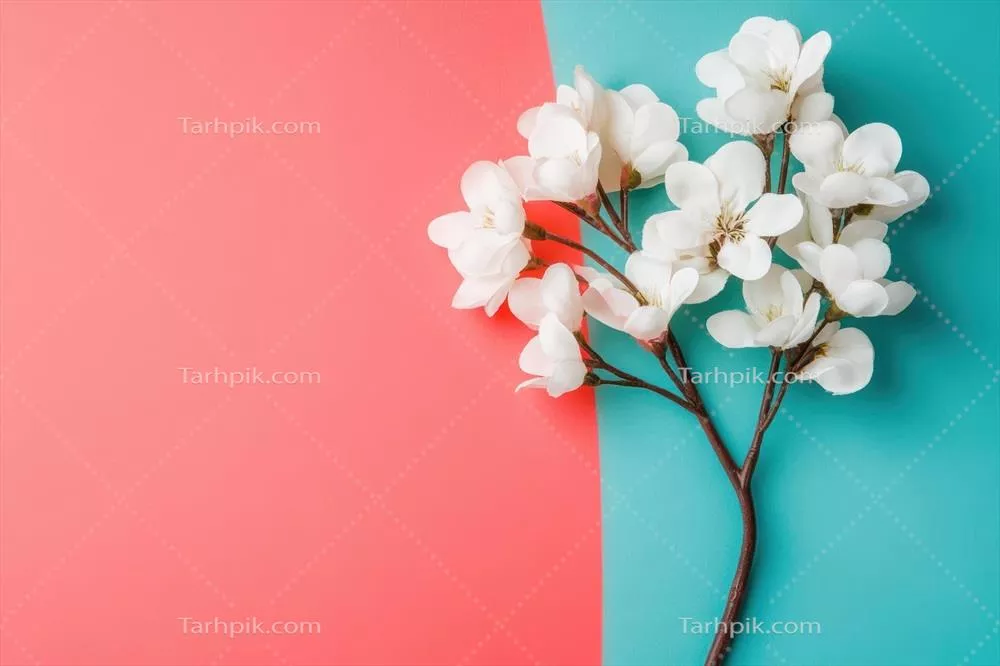 ترکیب زیبای گلهای سفید بر روی پسزمینه مرجانی و فیروزهای هنر و طبیعت را به نمایش میگذارد