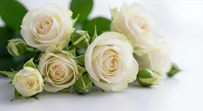 ترکیب گلهای صورتی و کرم با زیبایی خیرهکننده روی زمینه سفید