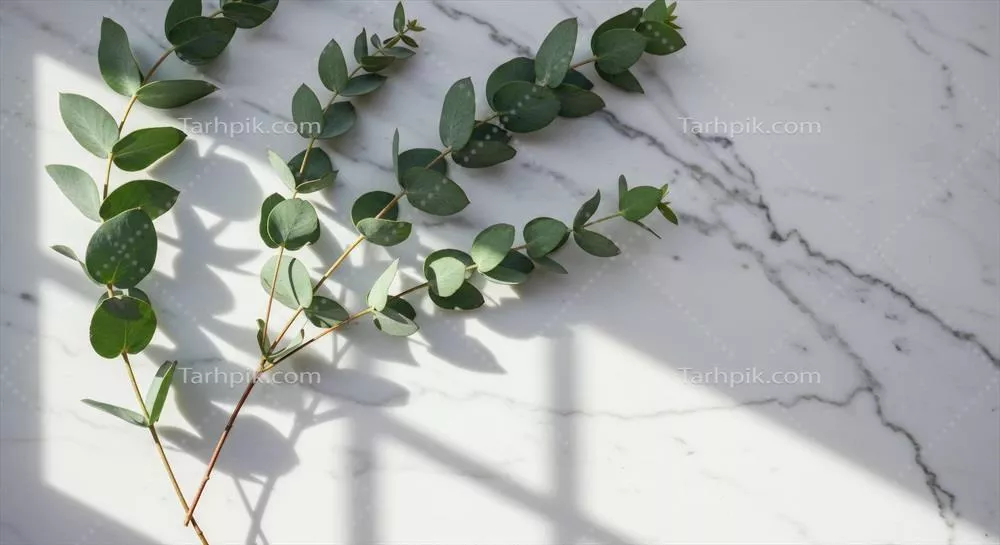 ترکیب مینیمالیستی از شاخه اکالیپتوس بر روی پسزمینه مرمر سفید
