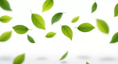 پروژههای مفهومی اکولوژی با استفاده از برگهای سبز شناور بر روی پسزمینه سفید