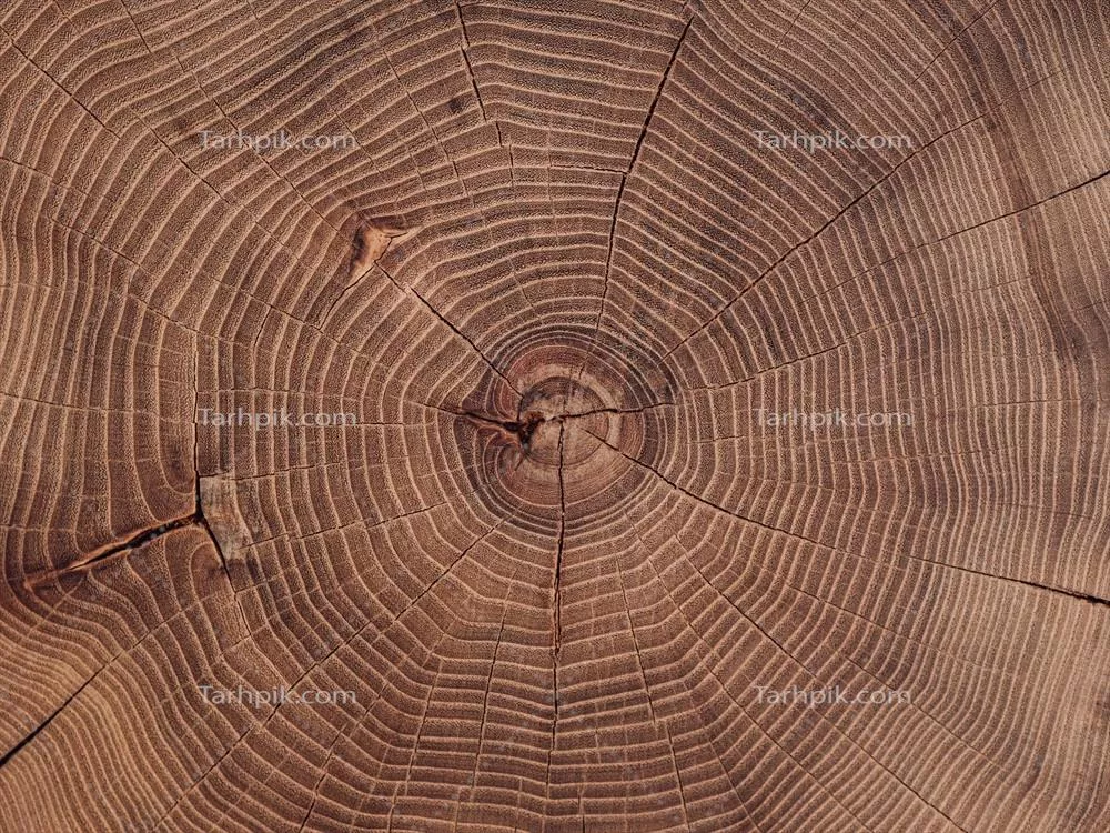 نزدیکنگری بر برش چوبی stump درخت آکاسیا با پسزمینه چوبی