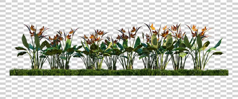 تصویر سه بعدی از پرنده بهشت در زمینه علفزارهای سبز