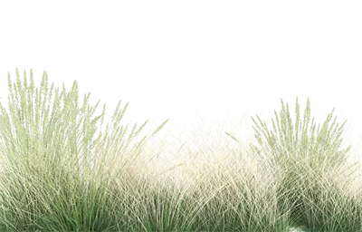 نقاشی سه‌بعدی از شاخ و برگ واقعی با پس‌زمینه شفاف