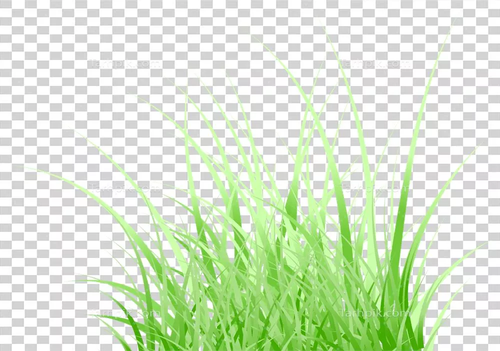 چمن سبز: زیبایی و ویژگیهای چمن در محیطهای طبیعی