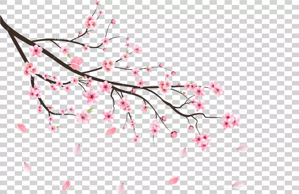 شاخه گیلاس با شکوفه های ساکورا در رنگ آبی واقعی و زیبا