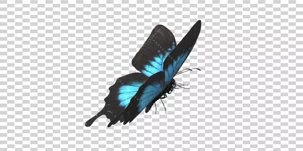 تصویر بندپای رنگارنگ پروانه بر روی پس‌زمینه شفاف