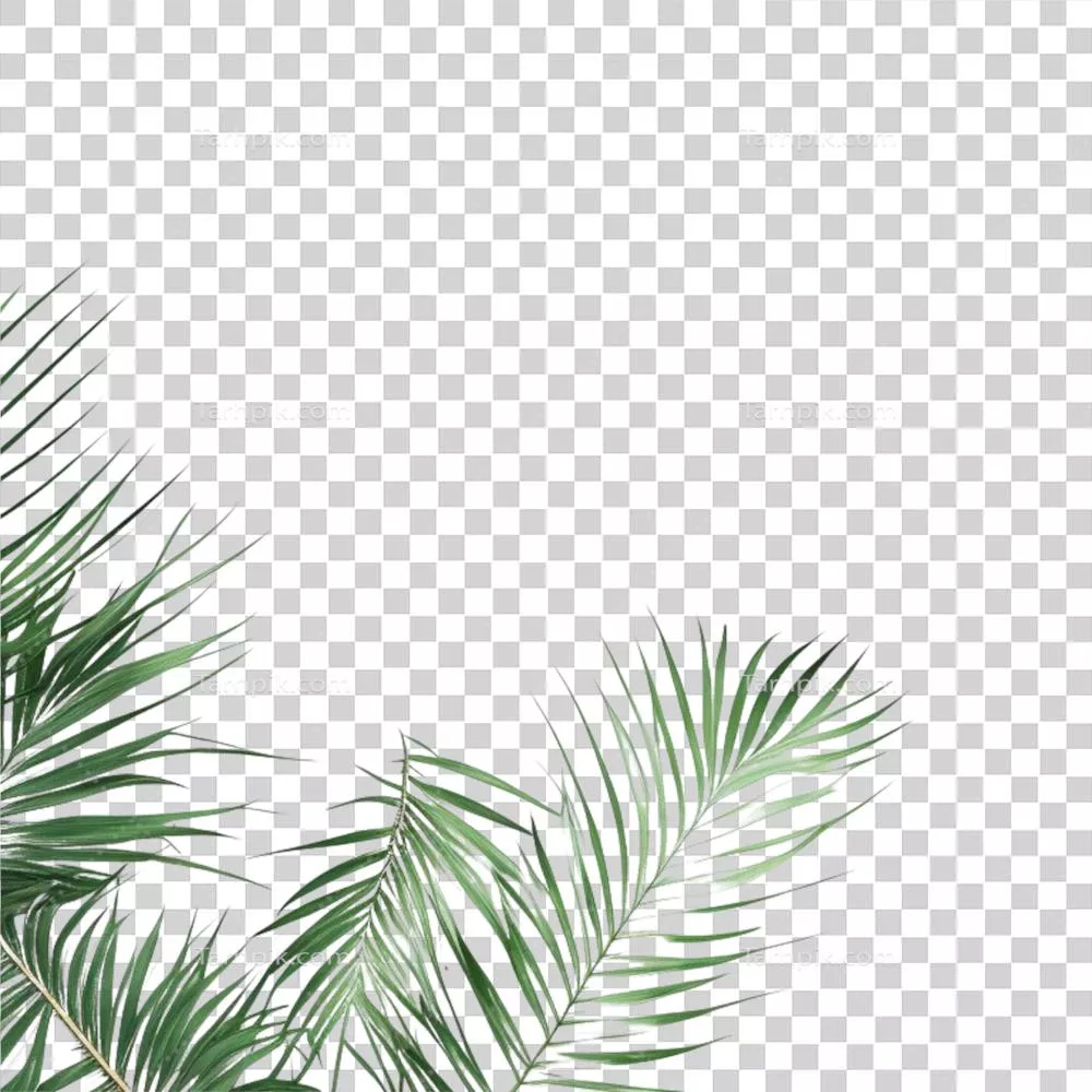 پسزمینه از برگهای نخل و حاشیهای از برگهای سبز بر روی پسزمینه شفاف