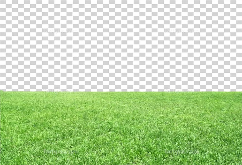 چمنزارهای سبز با پسزمینه شفاف و دلانگیز در طبیعت