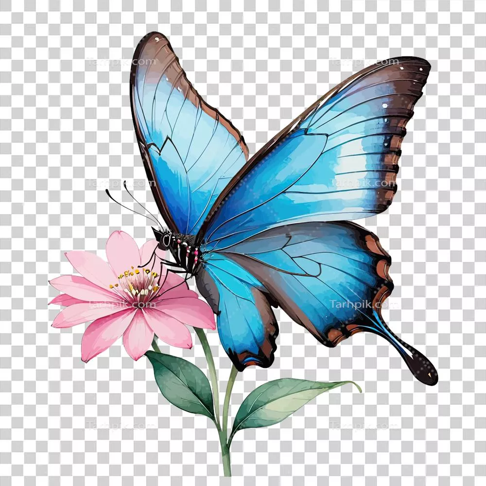 کلیپ آرت آبی پروانه مرفو زیبا بر روی گل صورتی با رنگ‌های آبرنگی