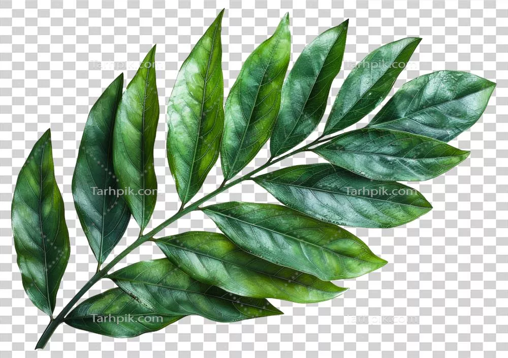 برگهای گرمسیری سبز تولید شده با هوش مصنوعی بر روی شاخه با بافتهای طبیعی در پسزمینه شفاف