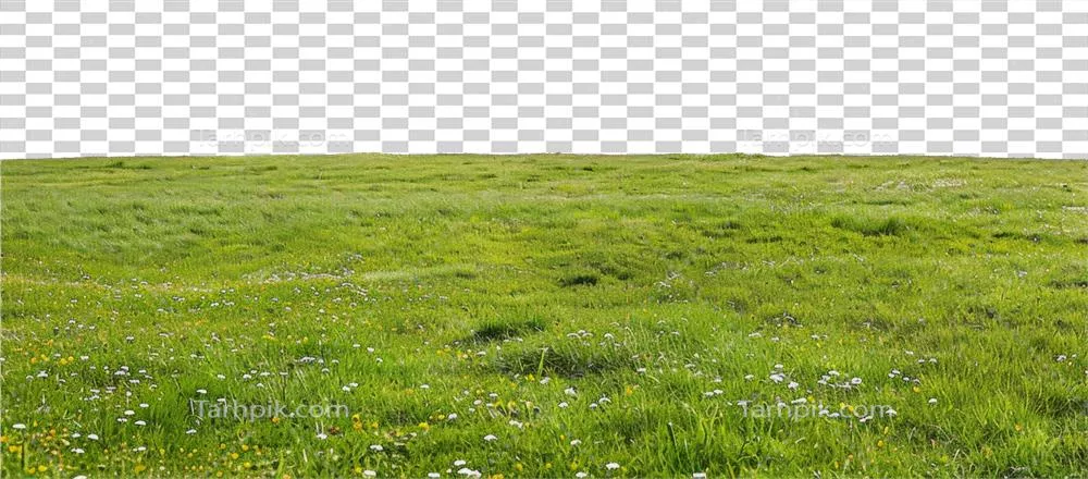 چمنزار سبز پررنگ با گلهای وحشی تولید شده توسط هوش مصنوعی در پسزمینه شفاف