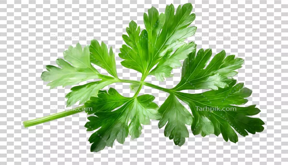 تصویری از برگ تازه جعفری در حالت طبیعی و با جزئیات دقیق