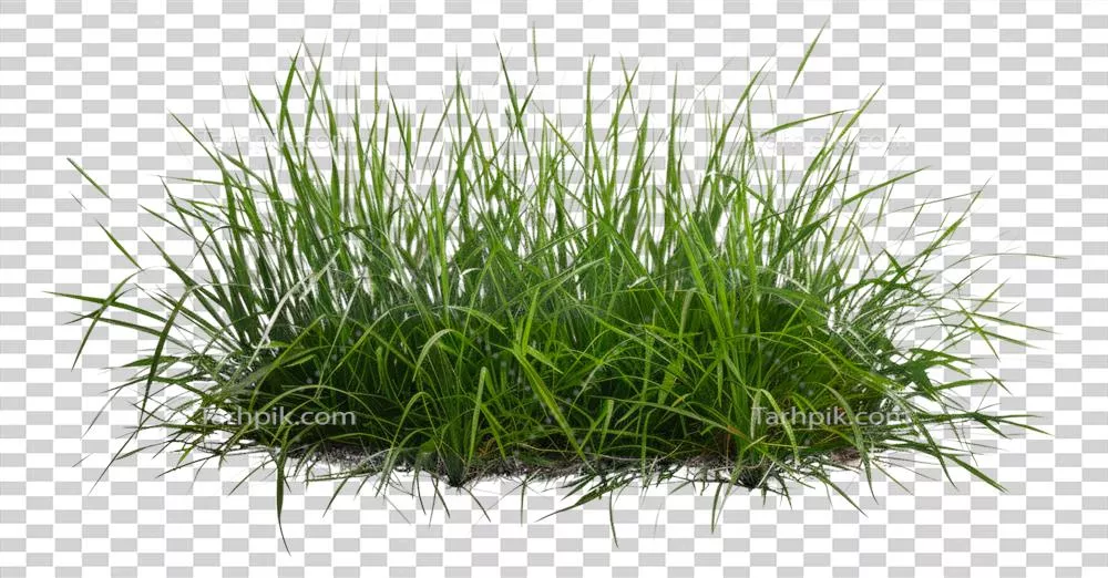 تصویری از یک تکه چمن زیبا و سبز برای استفاده در منابع تجاری